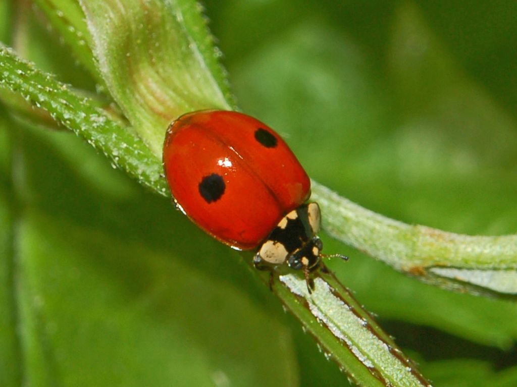 Due punti ed una coccinella